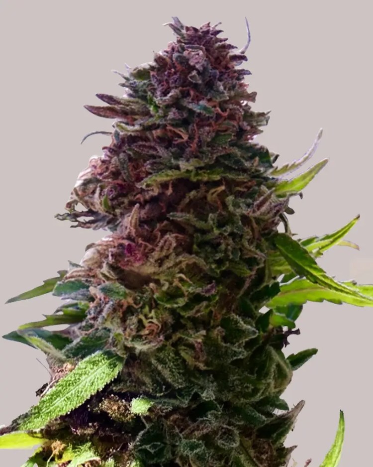 Granddaddy Purple Photo
