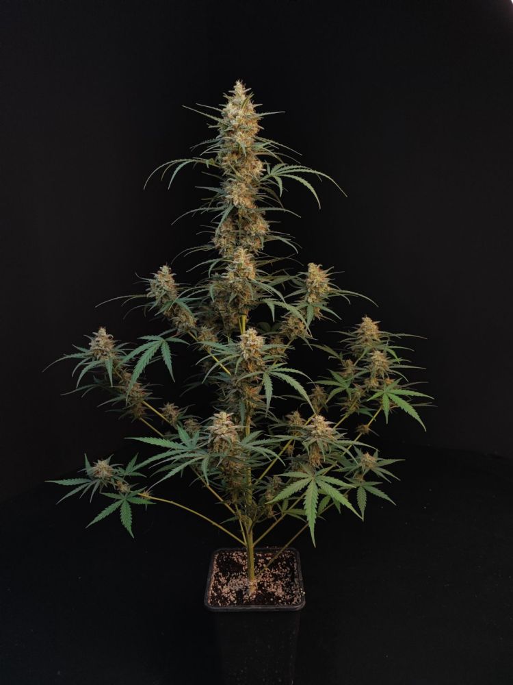 Original Chemdawg Auto