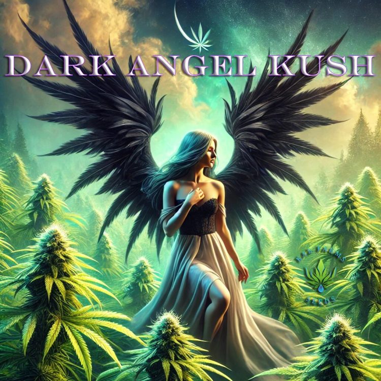 Dark Angel Kush 5 Pack