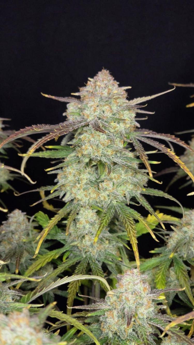 Frostbanger Auto 3pk