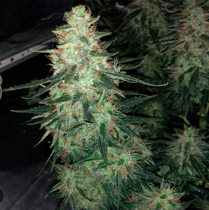 Original Moby Dick Auto