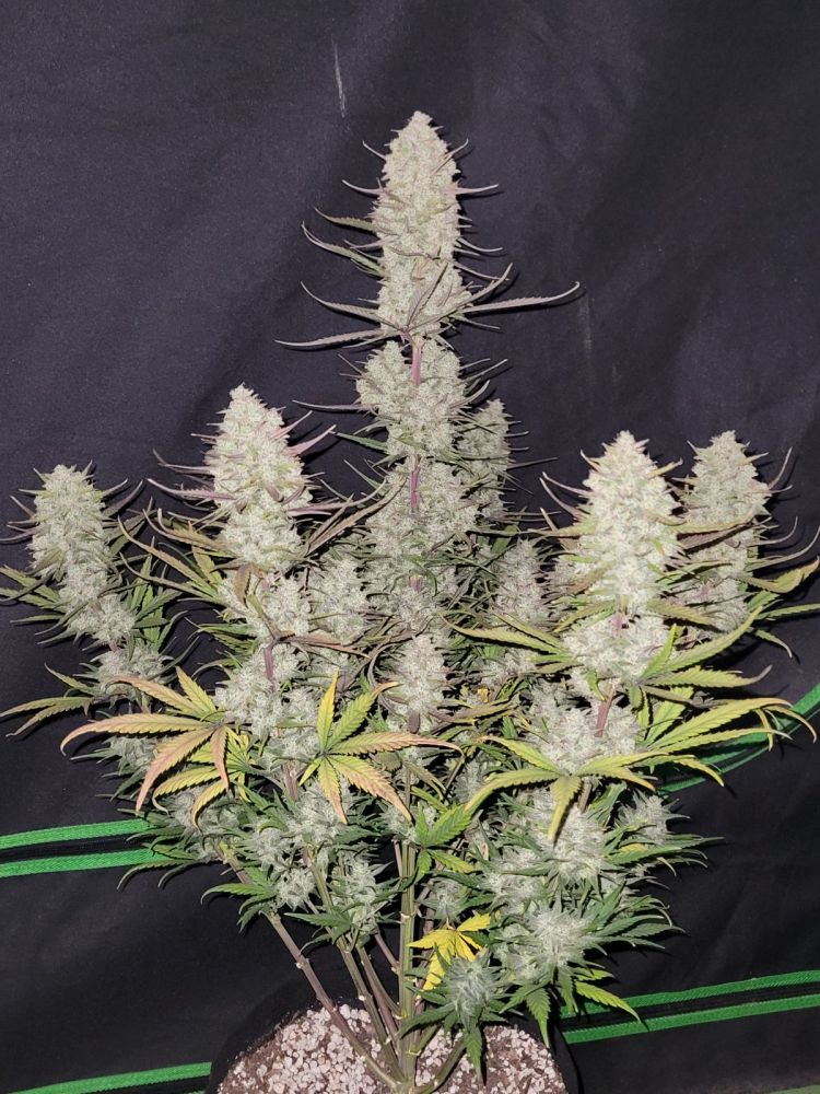 Tropicana Cookies Fast Flowering Photo