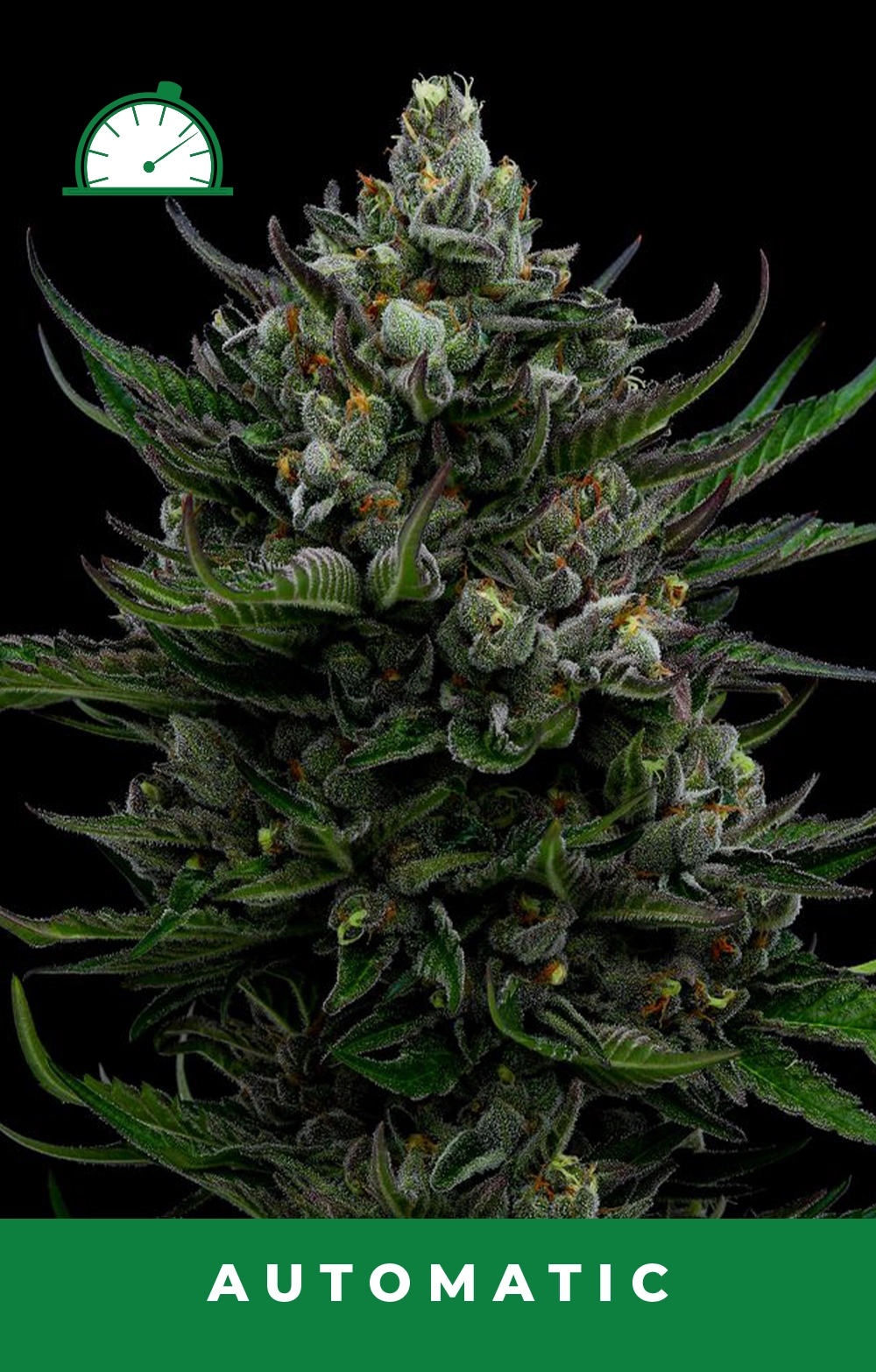 All Gas OG Autoflower Seeds 3 Pack - Image 2