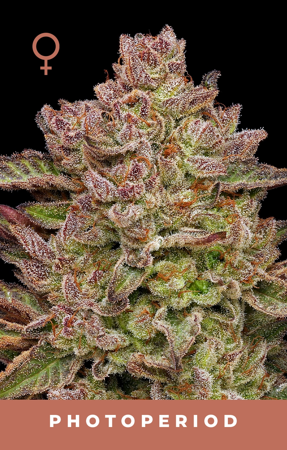 Gazzurple 3pk - Image 2