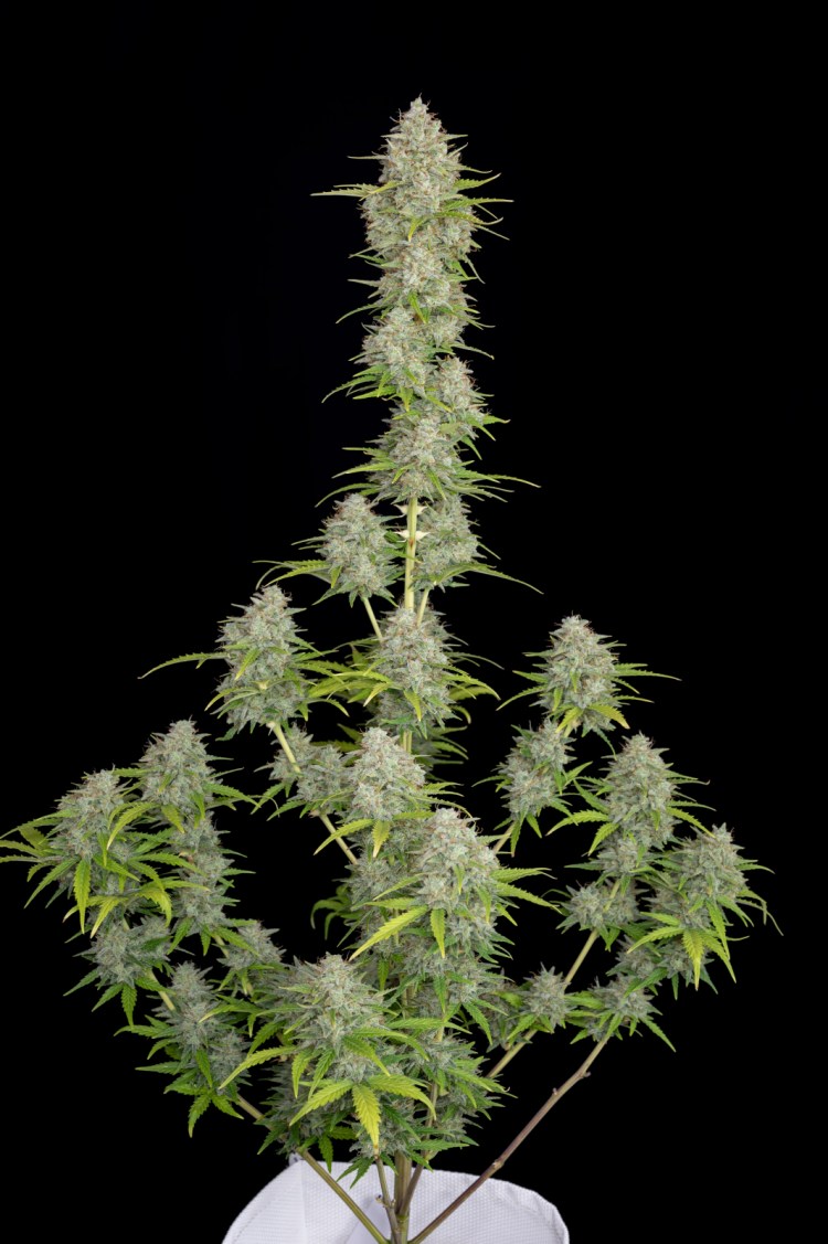 Orange Sherbert Fast Flowering Photo