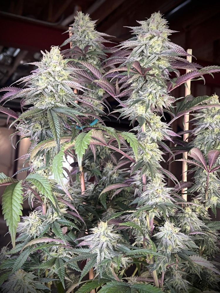 Papaya Cookies Auto 3pk