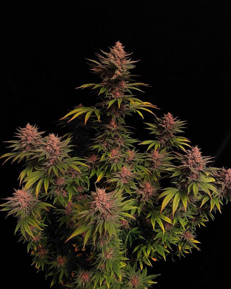 Purple Lemonade Fast Flowering Photo
