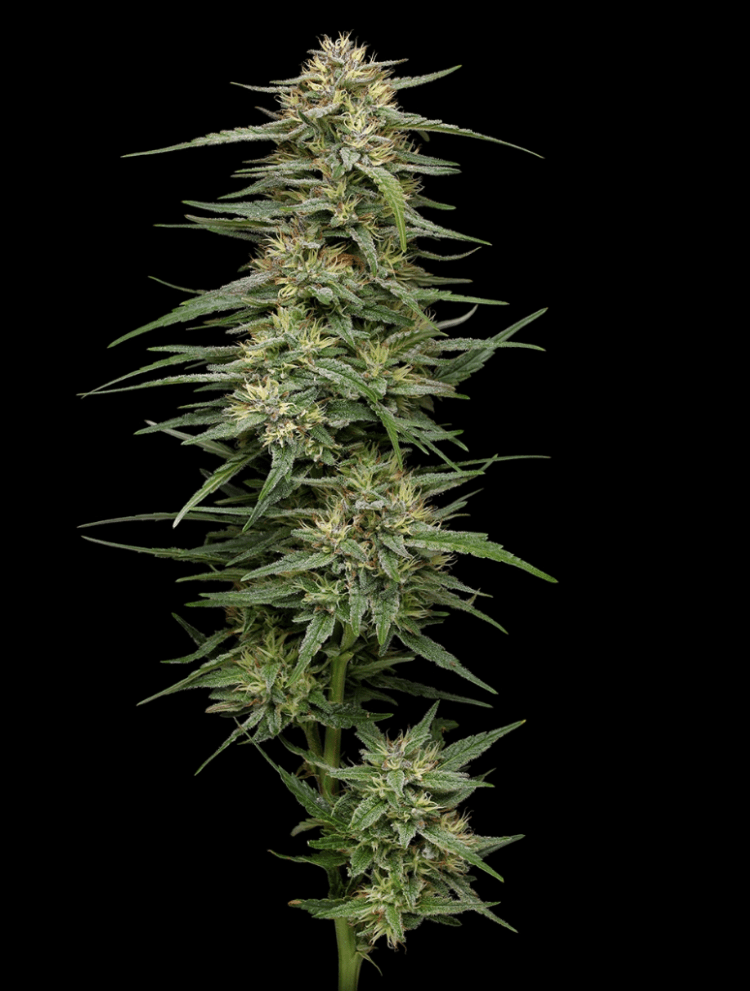 Raspberry Parfait Photo 3pk