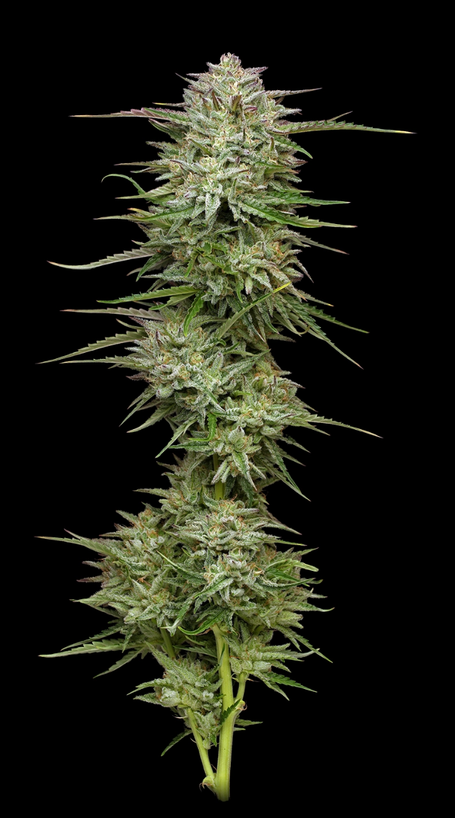 Potty Mouth Photo 3pk