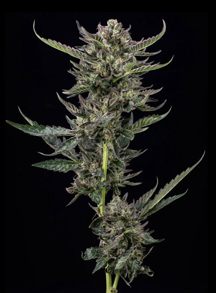 Notorious THC Photo 3pk