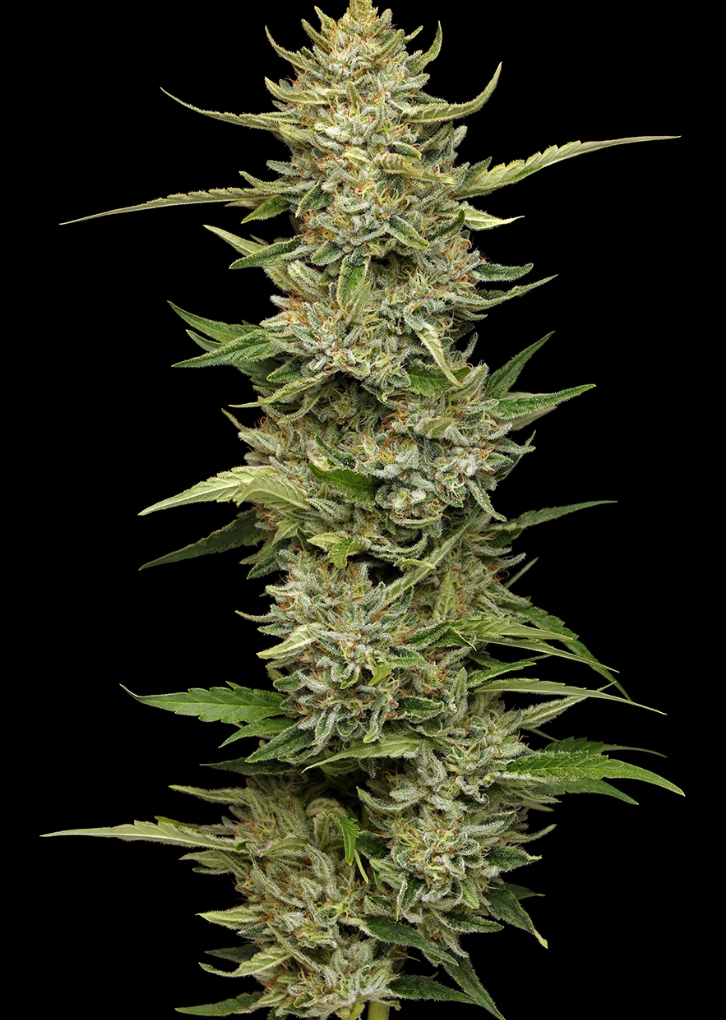 California Sour Diesel Photo 3pk