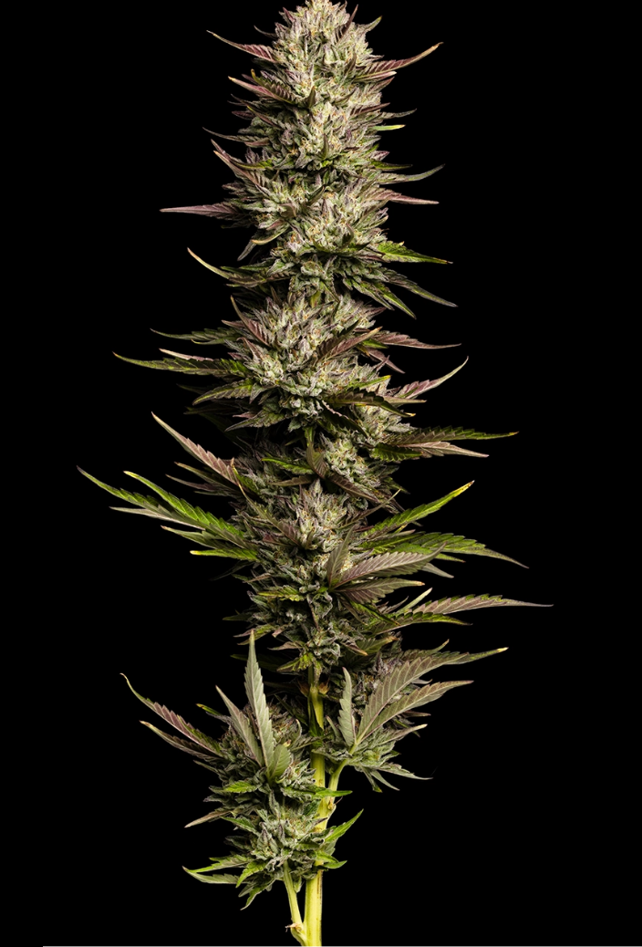 California Octane Photo 3pk