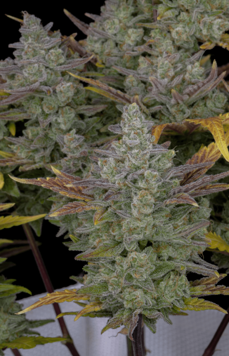 Gorilla Cookies Fast Flowering Photo