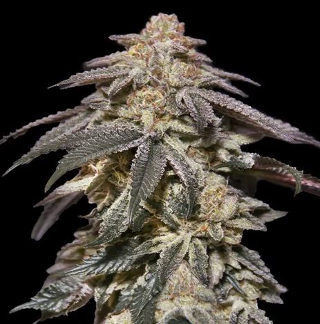 Apples and Bananas Auto 3 pack