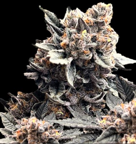 Black Runtz Photo 3 pack