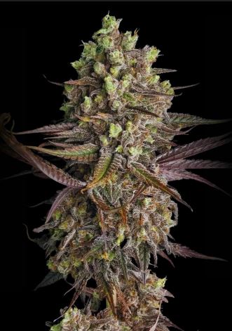 Blue Dream Auto 3 pack