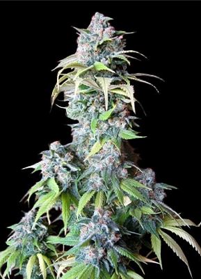 Blueberry Photo 3 pack