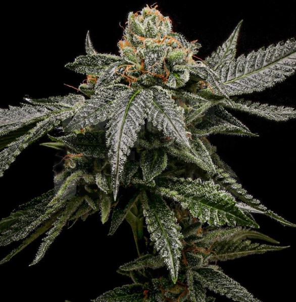 Bruce Banner Auto 3 pack