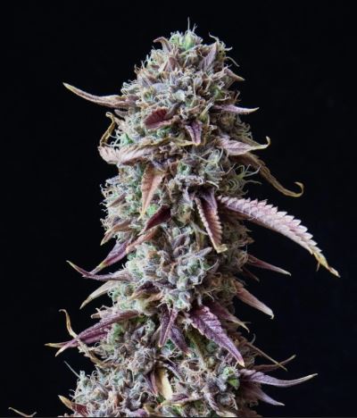 Candyland Auto 3 pack