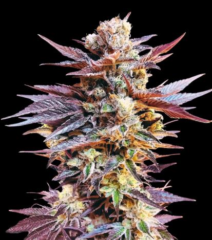 Cherry Pie Auto 3 pack