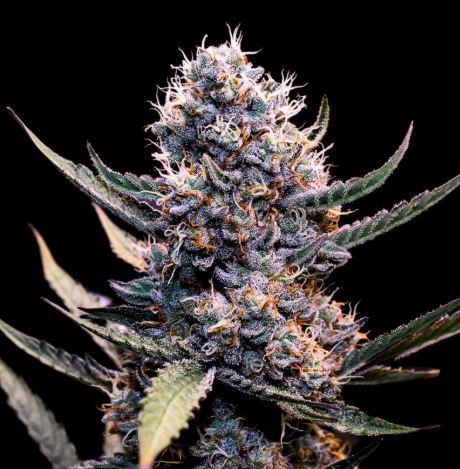 Do-Si-Do Auto 3 pack