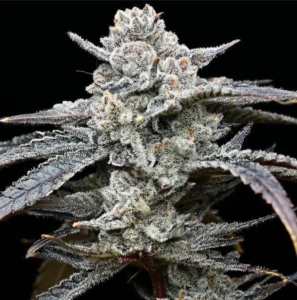 Lemon Cherry Gelato Photo 3 pack