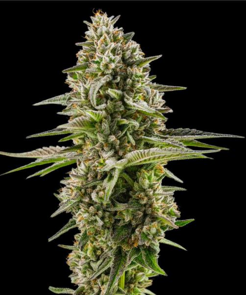 Northern Lights Auto 3 pack