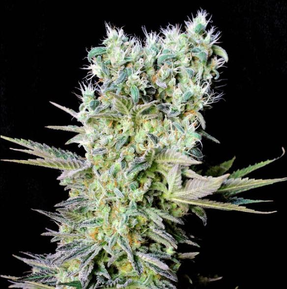 Northern Lights Photo 3 pack