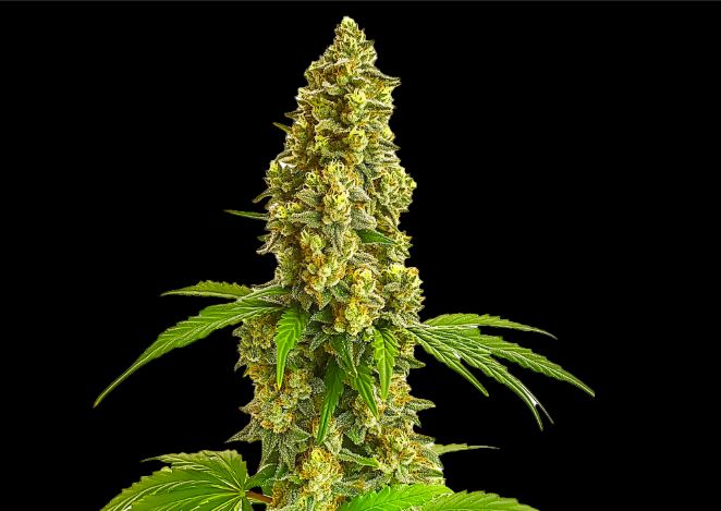 Super Lemon Haze Photo 3 pack