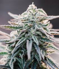 White Widow Photo 3 pack