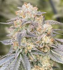 Zkittlez X Gorilla Auto 3 pack