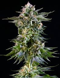 Zkittlez x Gorilla Photo 3 pack