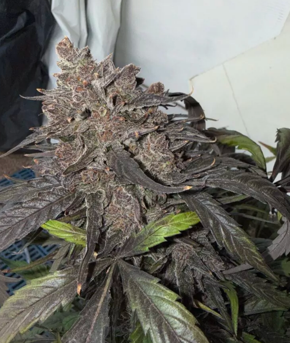 Citrus Explosion Auto 3 Pack