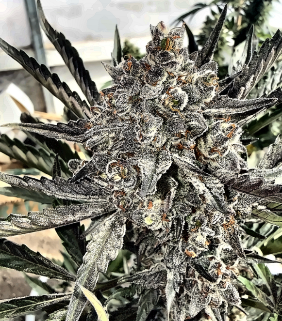 Frankenfruit 2 Auto 3 Pack